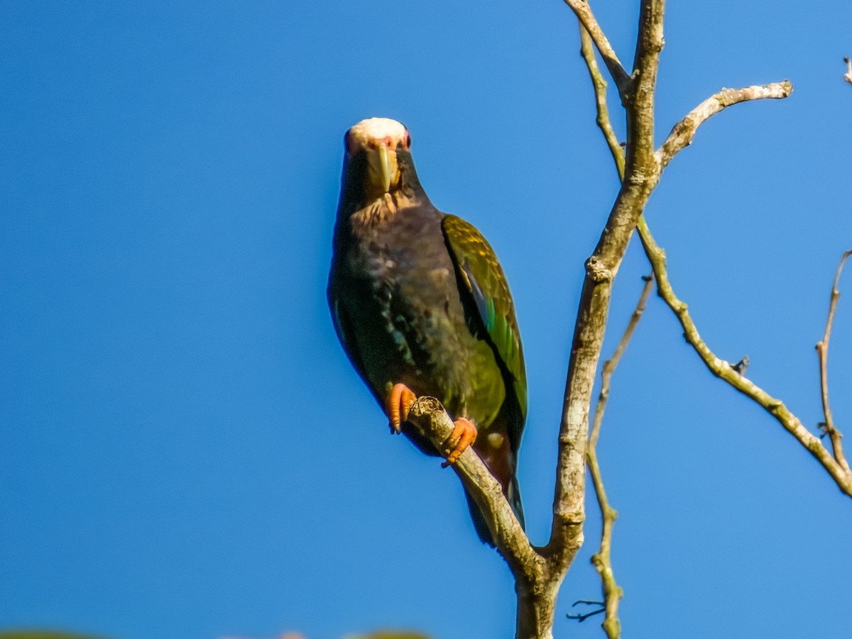 White-crowned Parrot - ML619474945