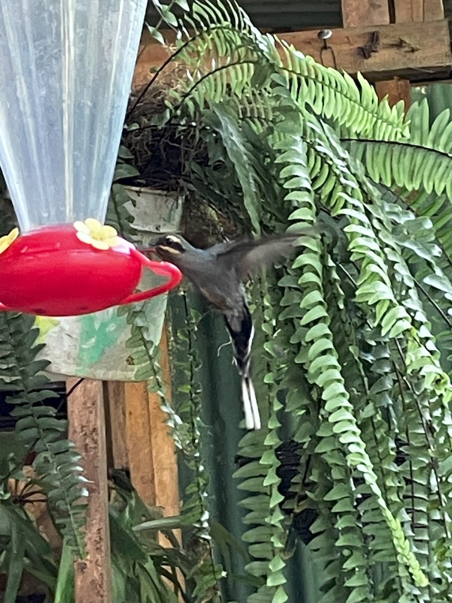 kolibřík šedobřichý - ML619474958