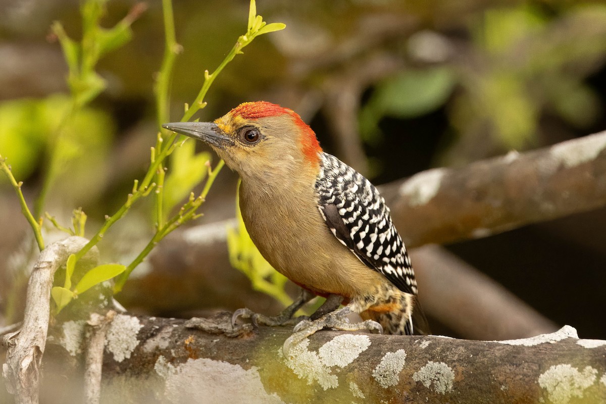 Red-crowned Woodpecker - ML619474972