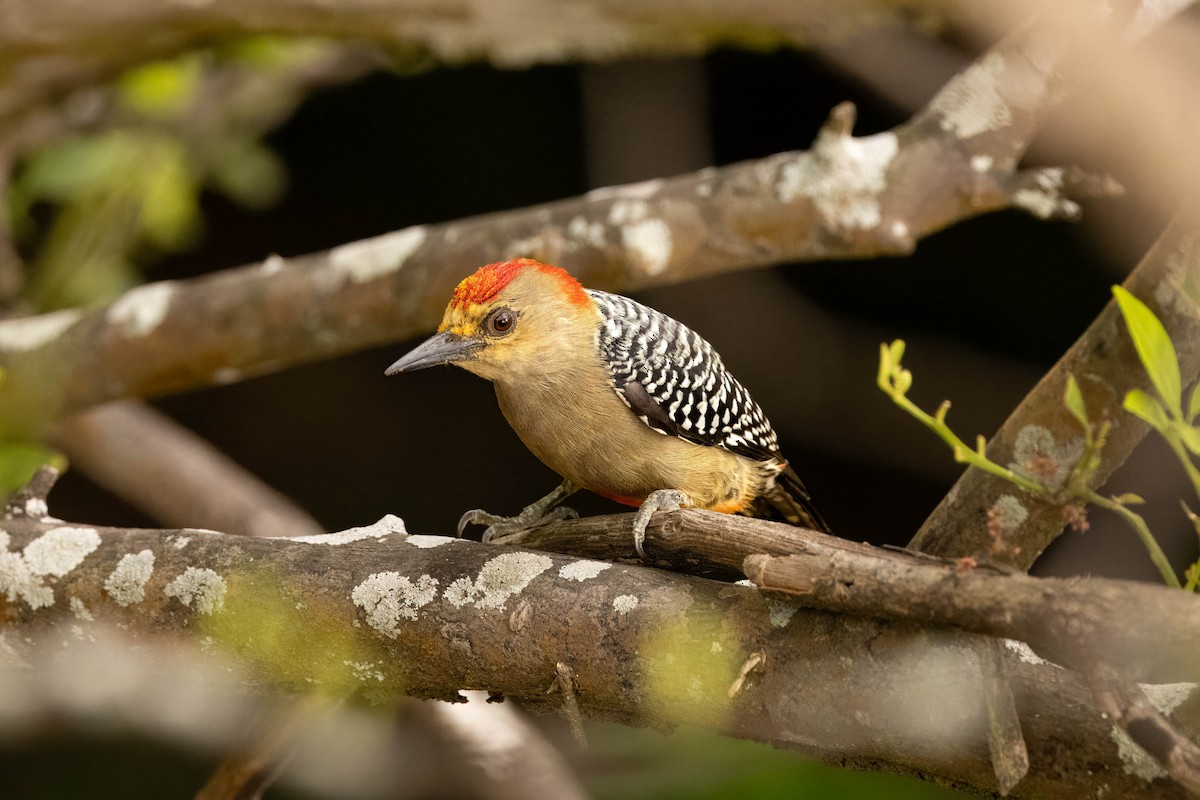 Red-crowned Woodpecker - ML619474973