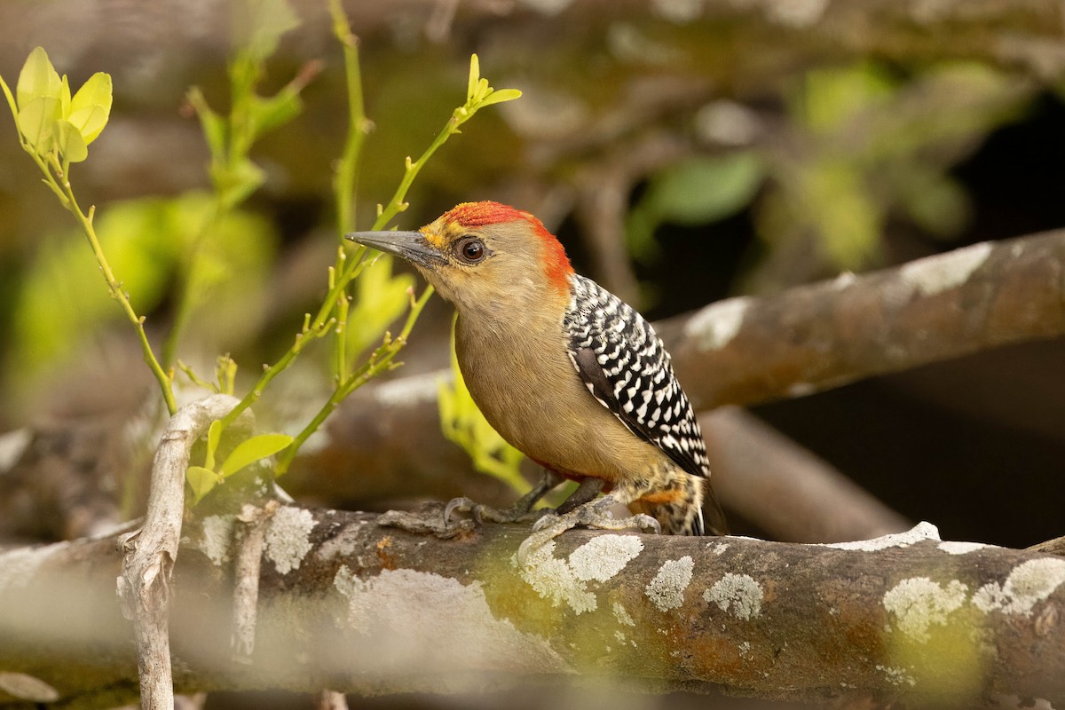 Red-crowned Woodpecker - ML619474974