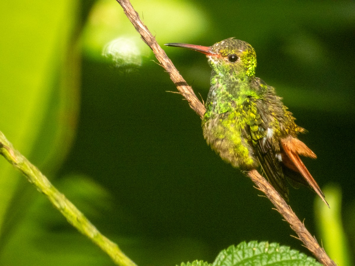 Rufous-tailed Hummingbird - ML619474981