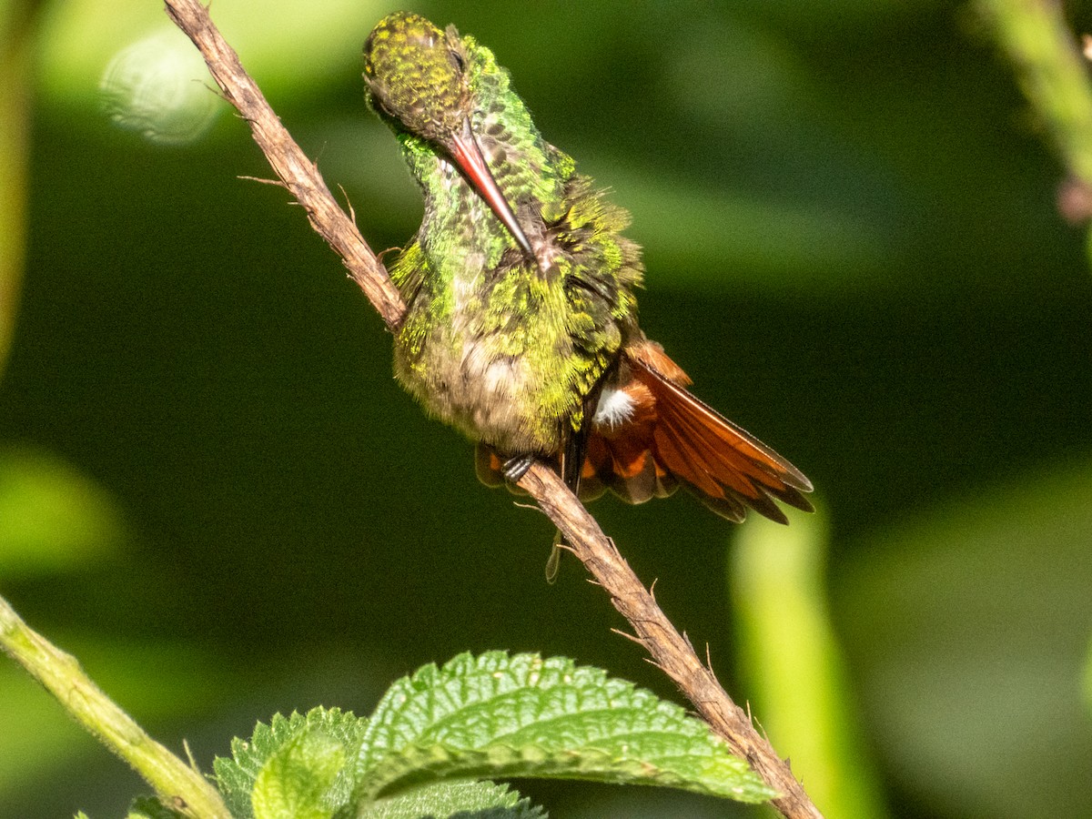 Rufous-tailed Hummingbird - ML619474986