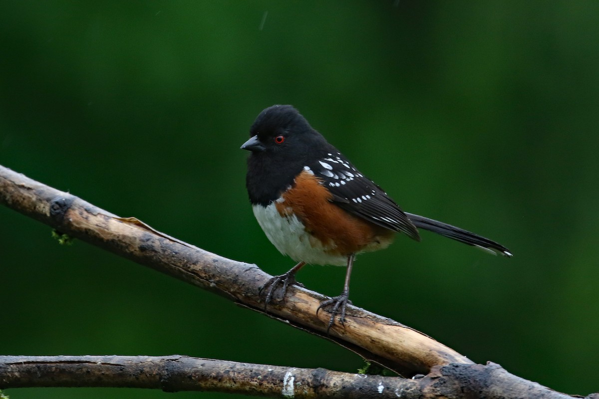 Spotted Towhee - ML619475065