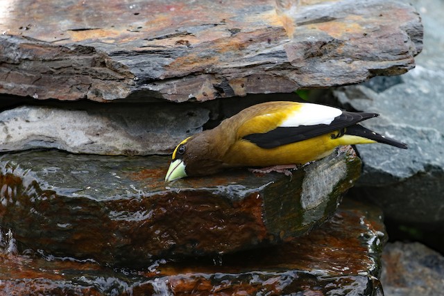 Evening Grosbeak at 10417 Woodrose Place by Dave Beeke