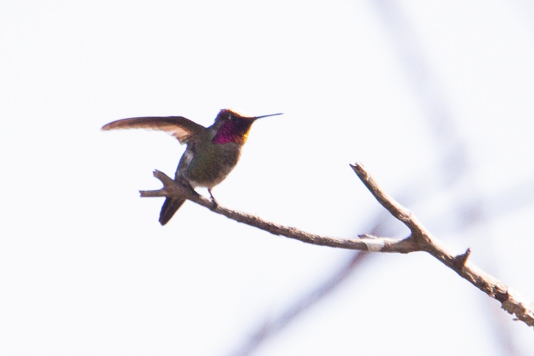Anna's Hummingbird - ML619475091