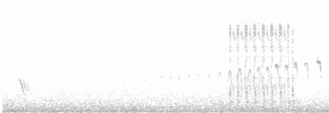 Серпокрилець білочеревий - ML619475105