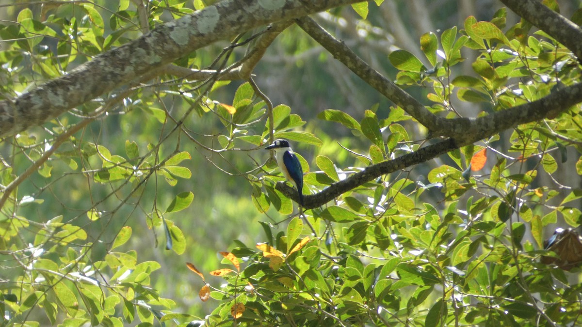Forest Kingfisher - ML619475111