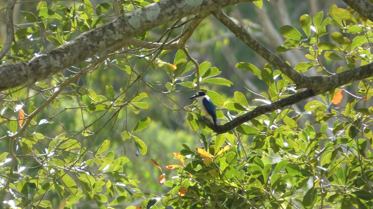 Forest Kingfisher - ML619475112