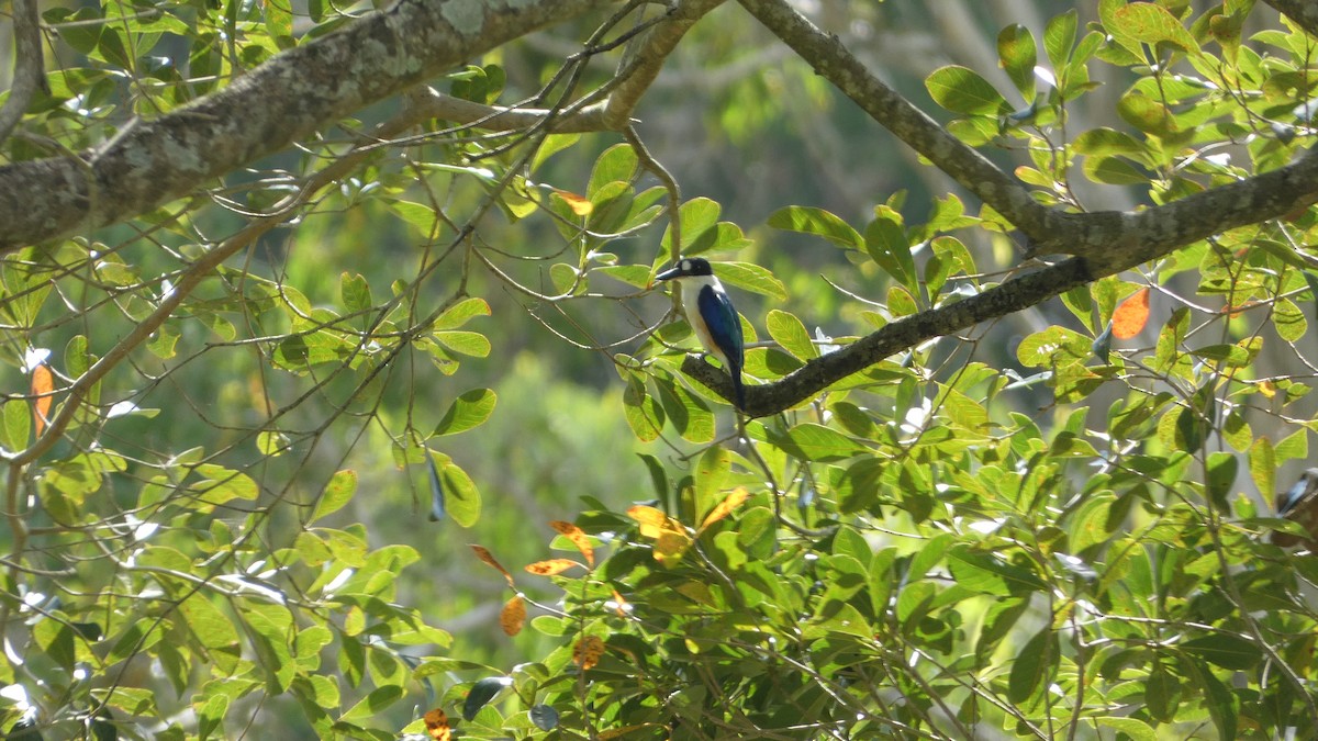 Forest Kingfisher - ML619475113