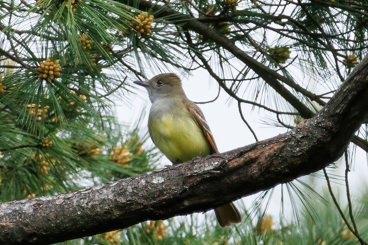 Great Crested Flycatcher - ML619475120