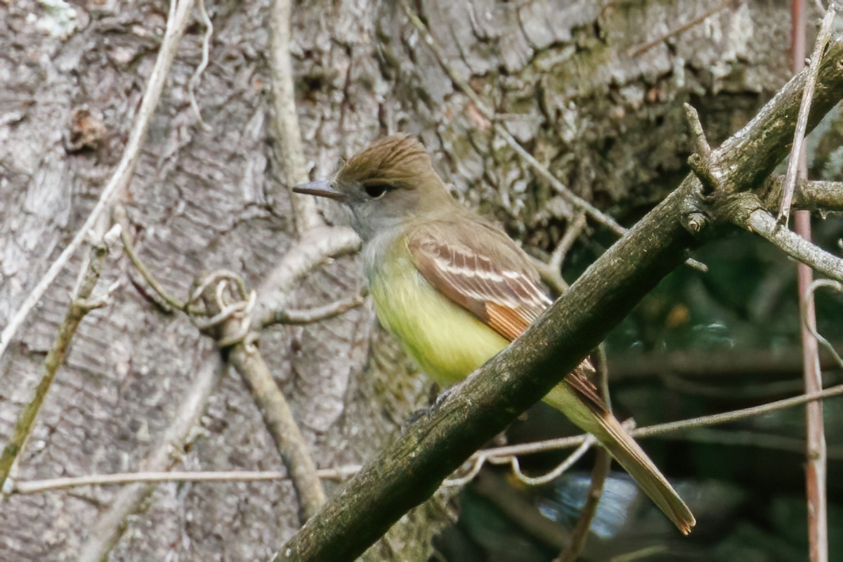 Great Crested Flycatcher - ML619475121
