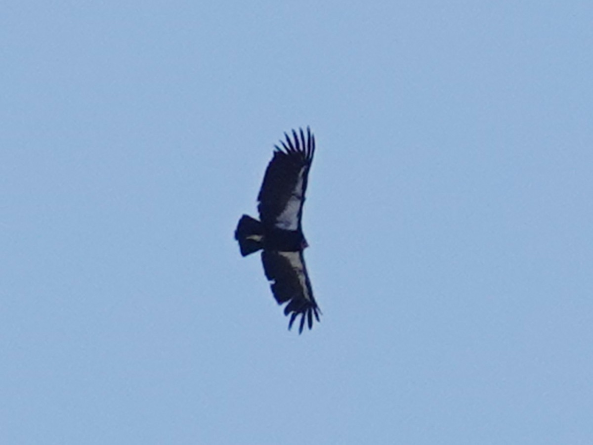 Condor de Californie - ML619475133