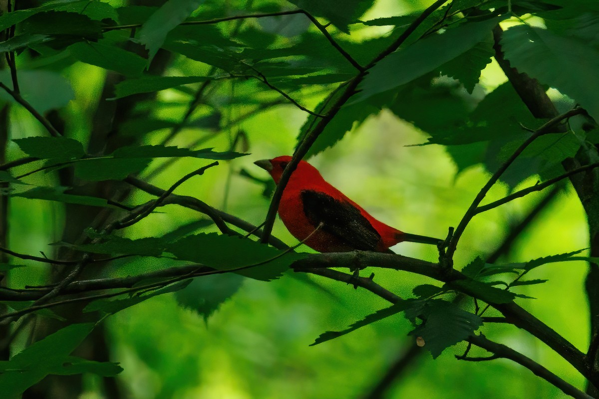 Scarlet Tanager - ML619475137