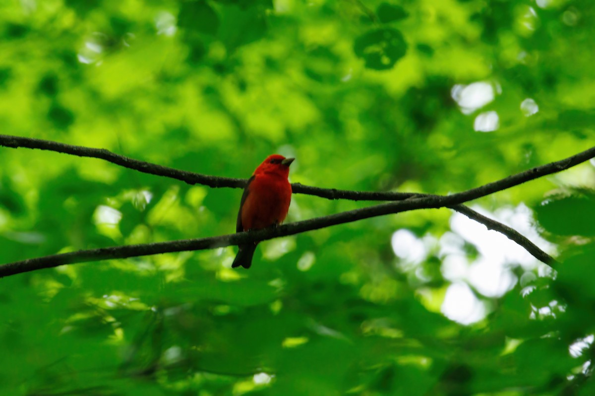 Scarlet Tanager - ML619475140