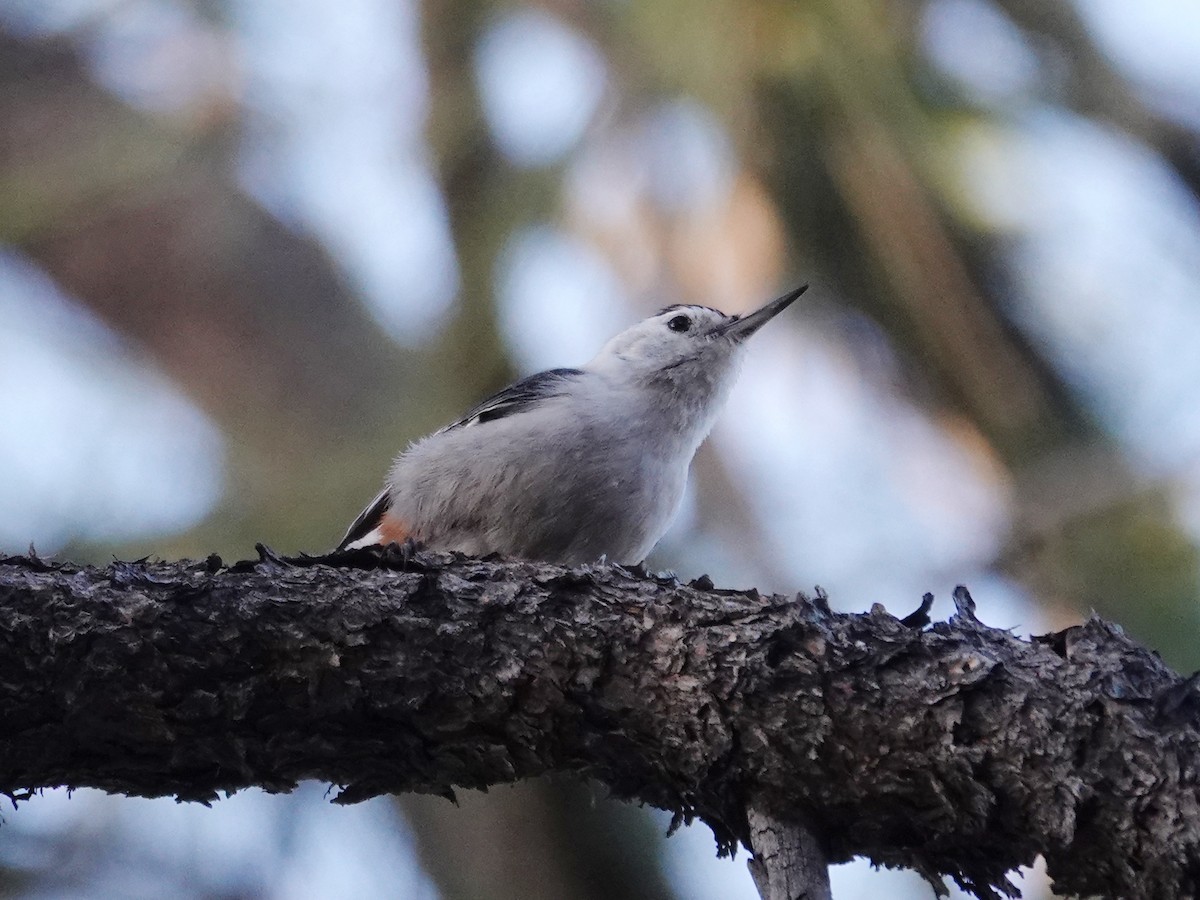 White-breasted Nuthatch (Interior West) - ML619475150