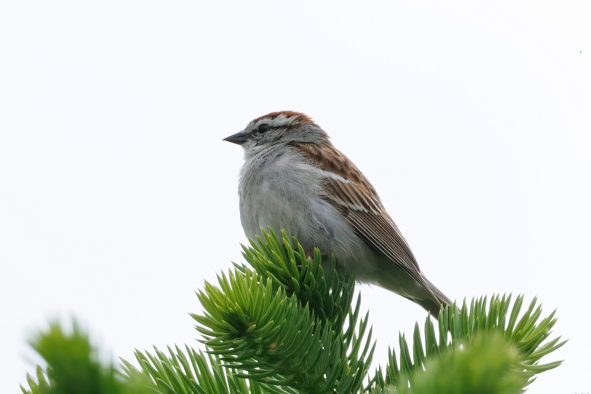 Chipping Sparrow - ML619475153