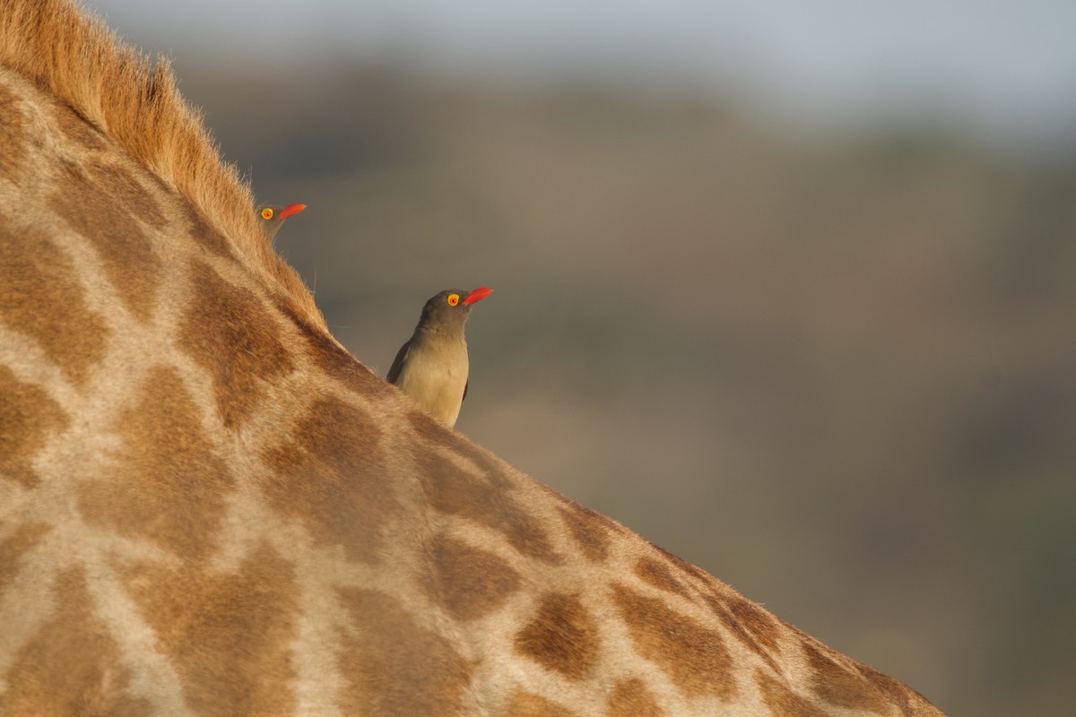 Red-billed Oxpecker - ML619475155