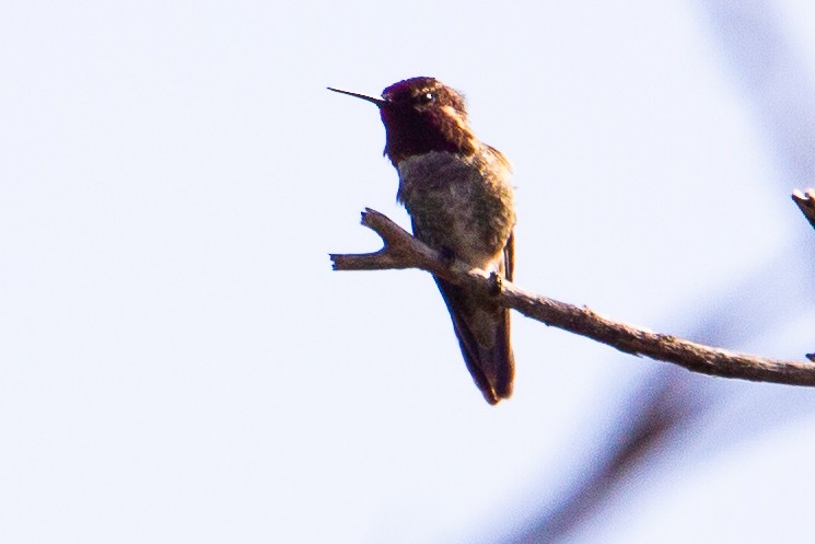 Anna's Hummingbird - ML619475157