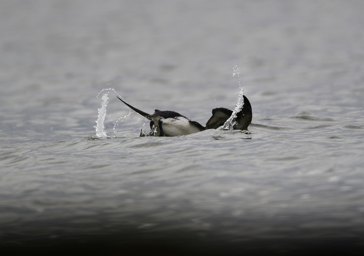 Thick-billed Murre - ML619475187