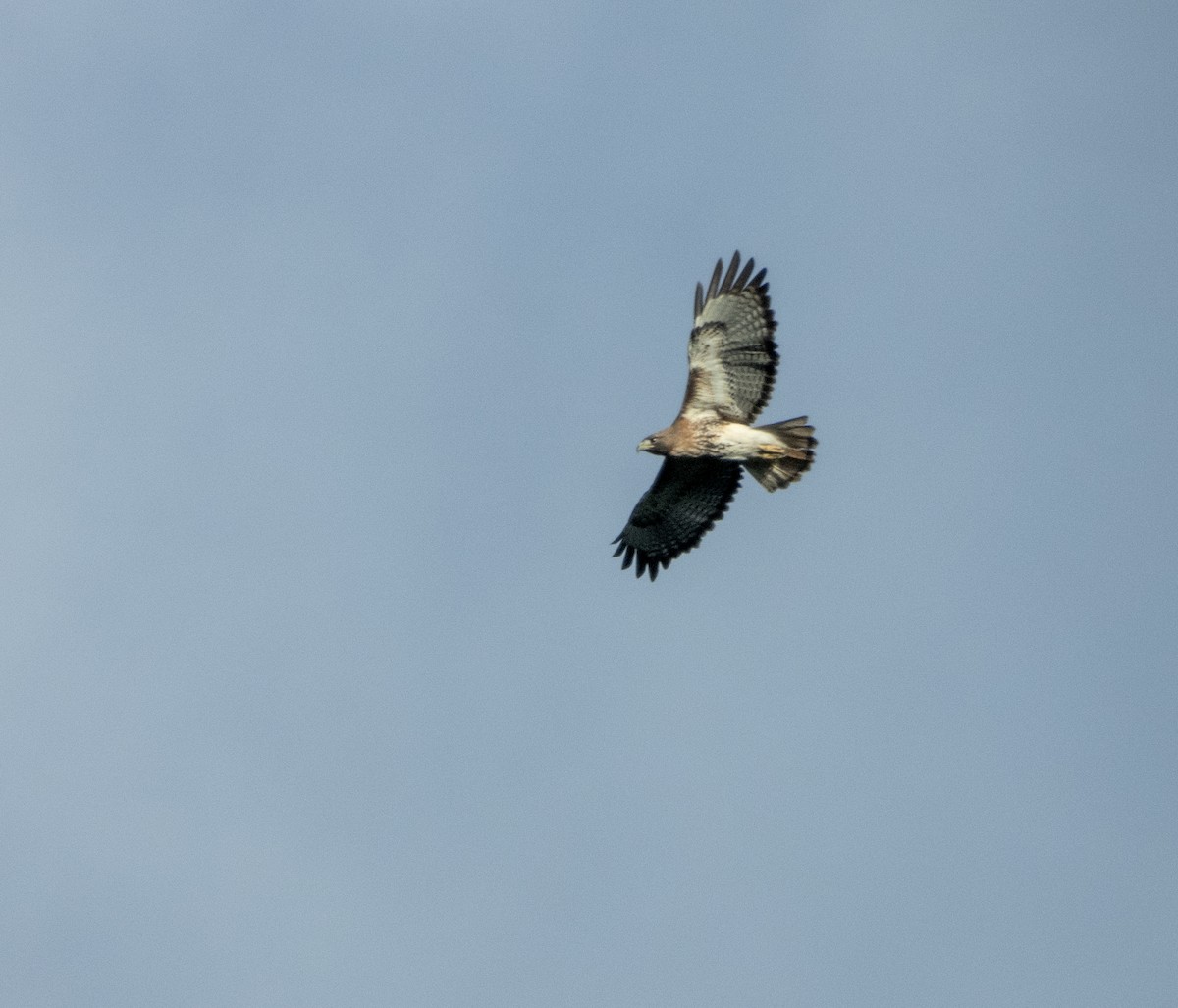 Red-tailed Hawk - ML619475202