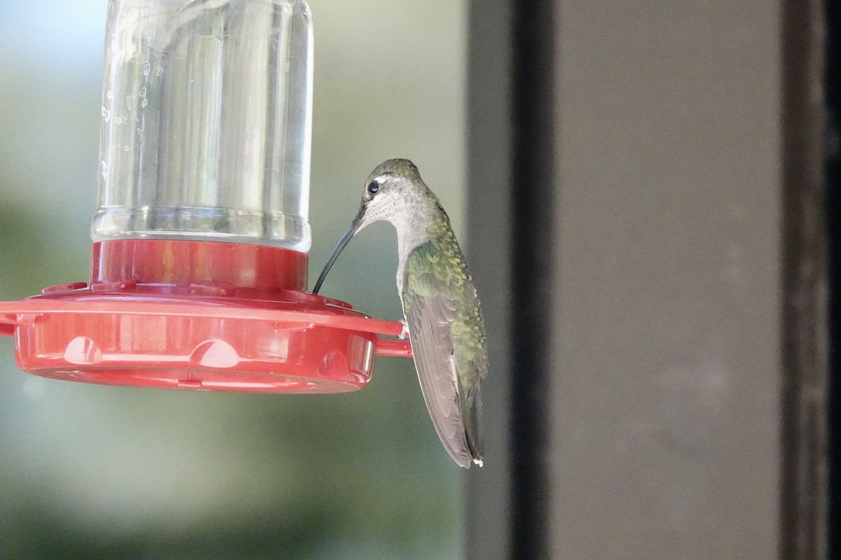 kolibřík skvostný - ML619475205