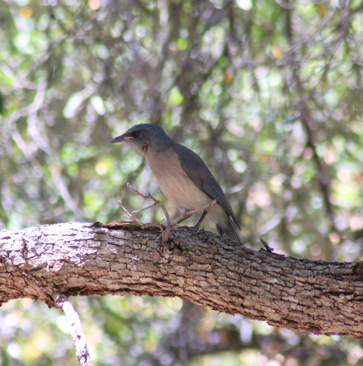 Mexican Jay - ML619475261