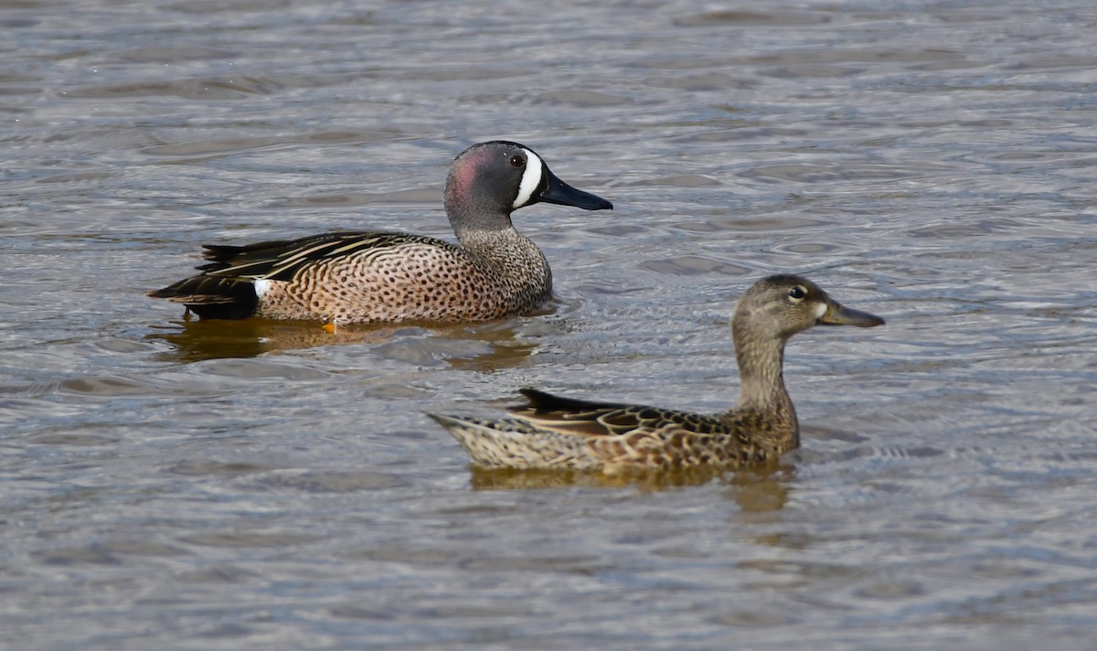 Blue-winged Teal - ML619475266