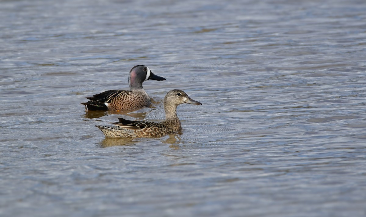 Blue-winged Teal - ML619475267