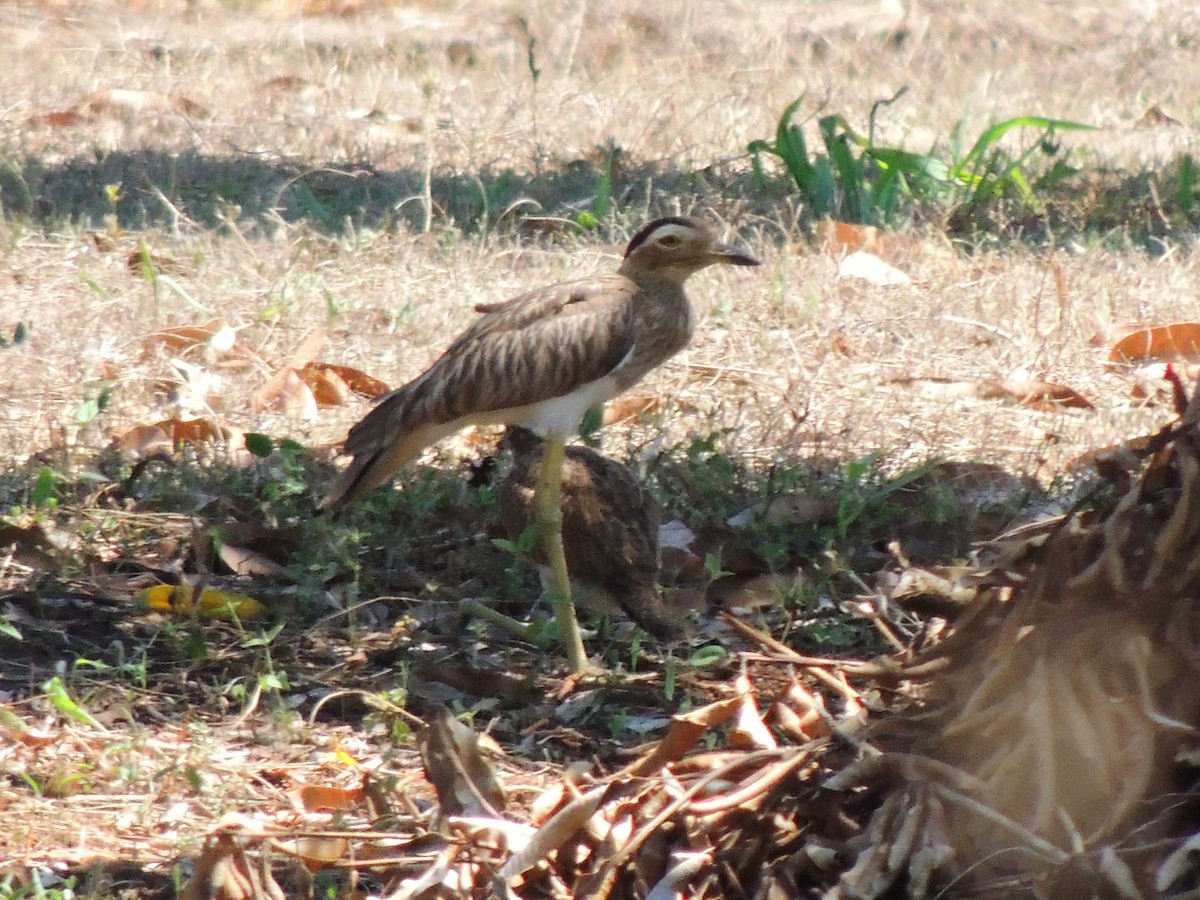 Double-striped Thick-knee - ML619475269