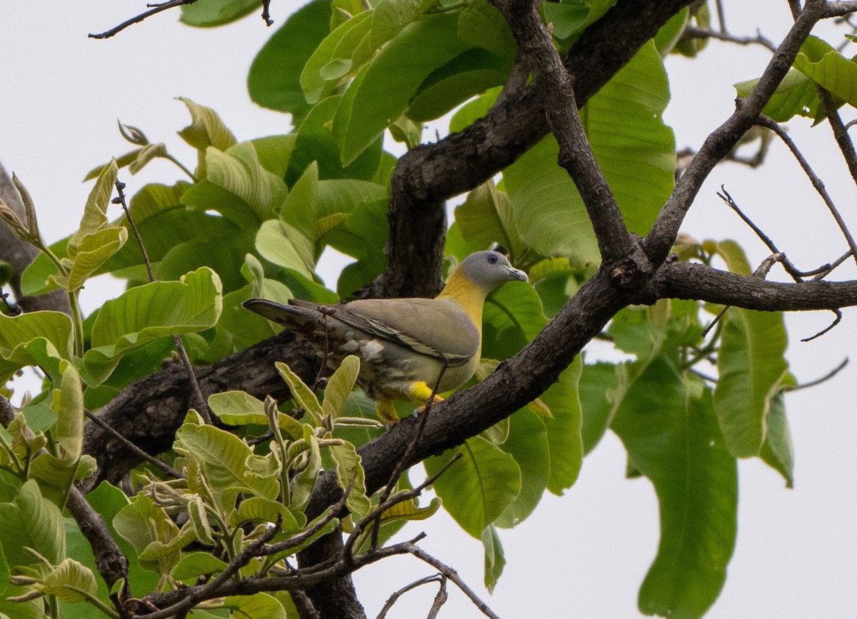 Yellow-footed Green-Pigeon - ML619475303