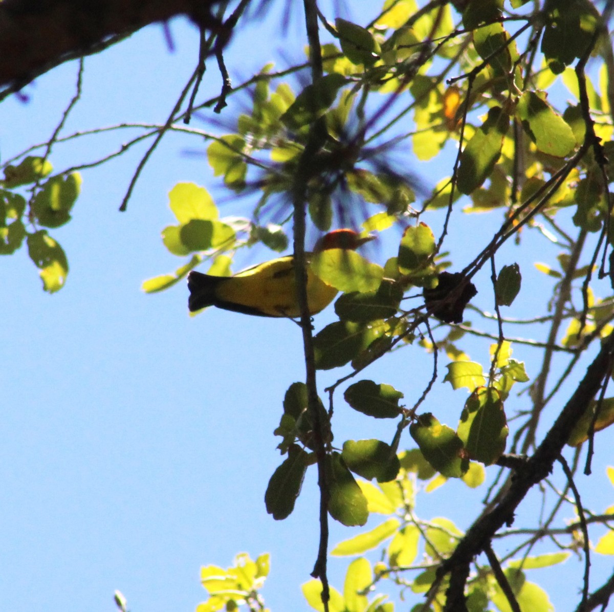 Western Tanager - ML619475305