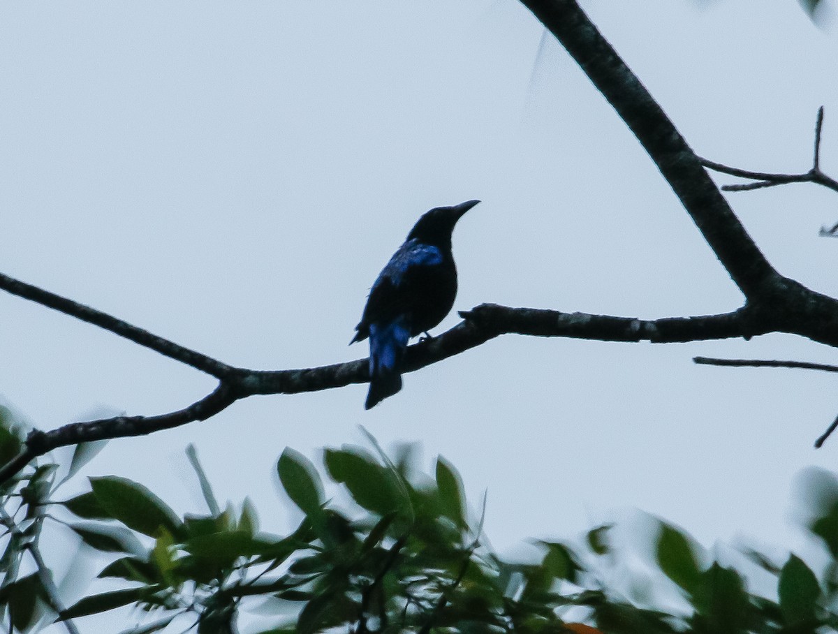 Asian Fairy-bluebird - ML619475310