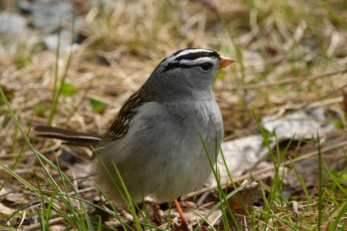 White-crowned Sparrow - ML619475337