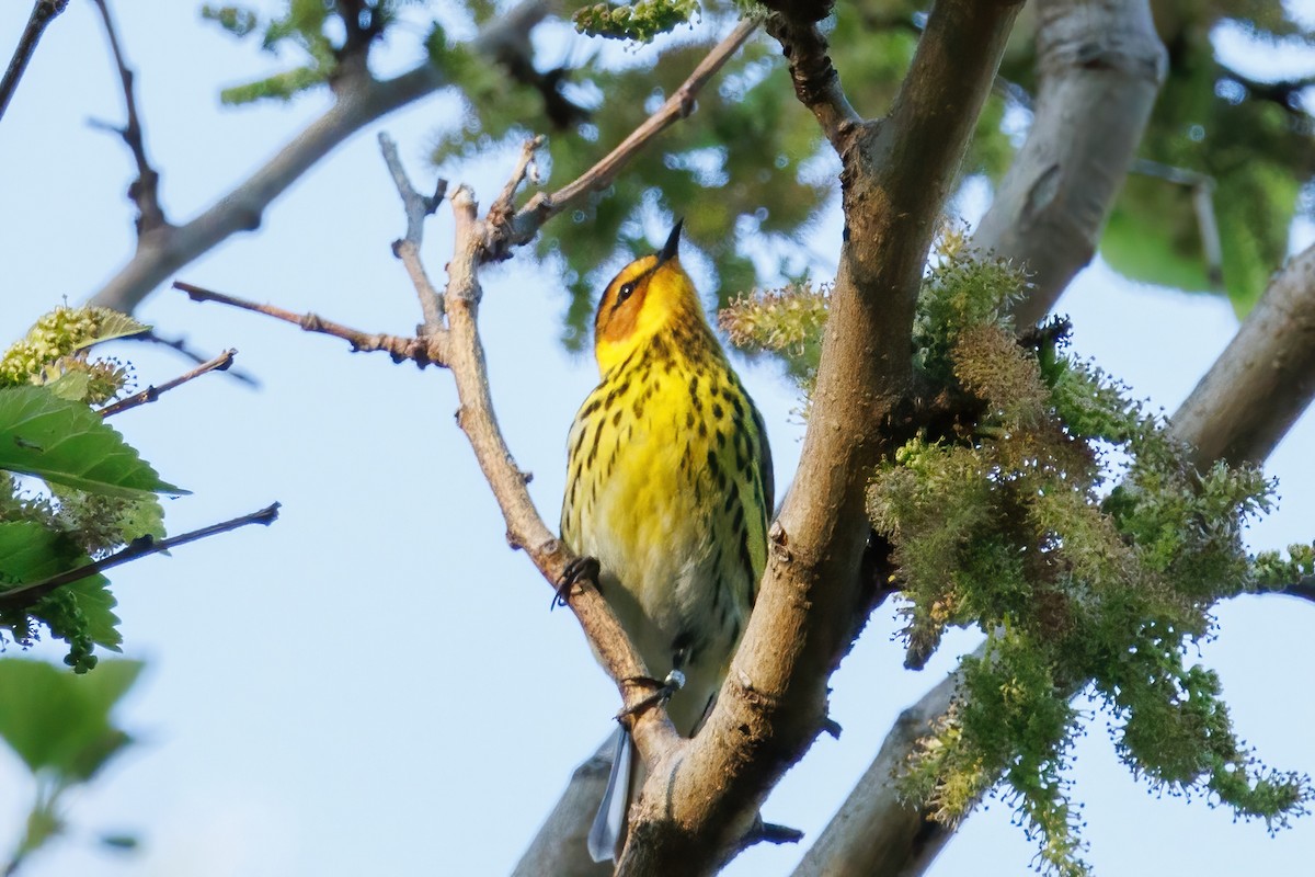 Cape May Warbler - ML619475349