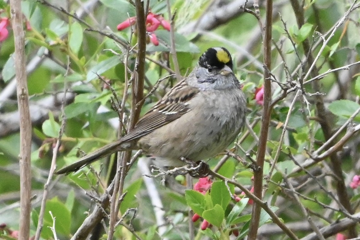 Golden-crowned Sparrow - ML619475358