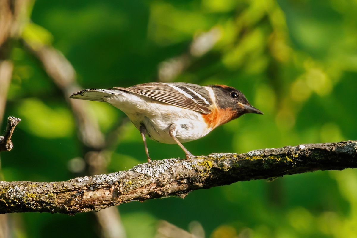Bay-breasted Warbler - ML619475364