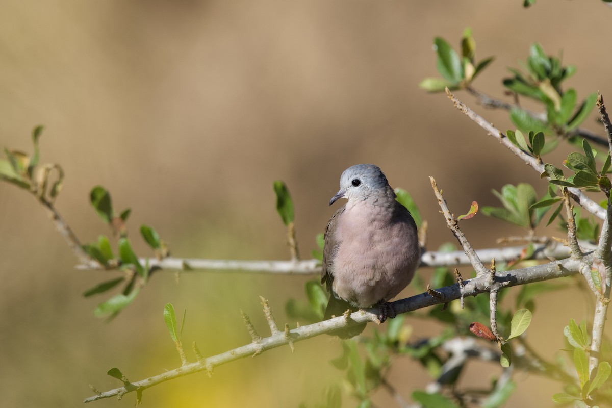 Emerald-spotted Wood-Dove - ML619475409