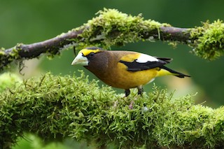 Evening Grosbeak at 10417 Woodrose Place by Dave Beeke