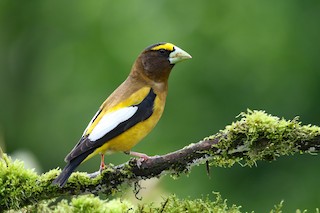 Evening Grosbeak at 10417 Woodrose Place by Dave Beeke