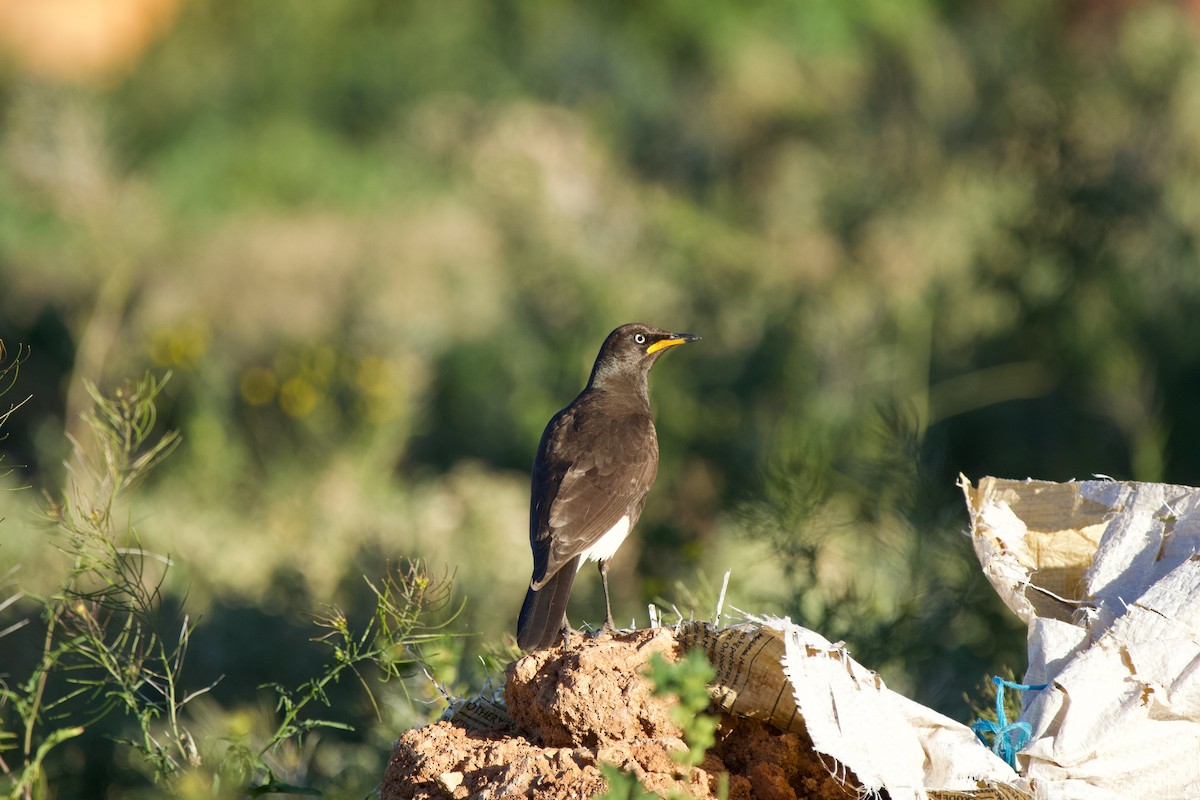 African Pied Starling - ML619475537