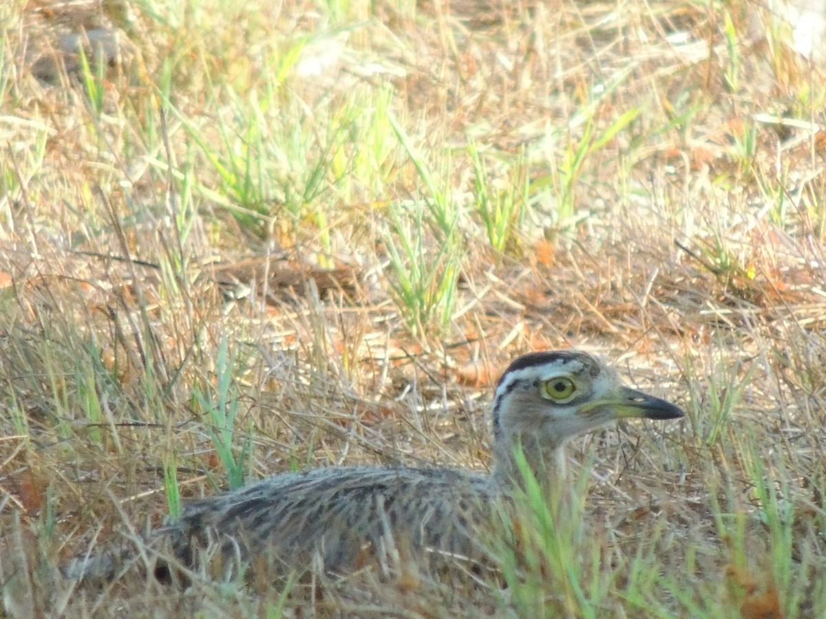 Double-striped Thick-knee - ML619475551