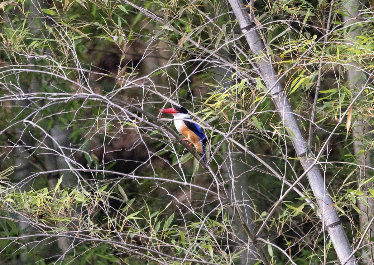 Black-capped Kingfisher - ML619475566