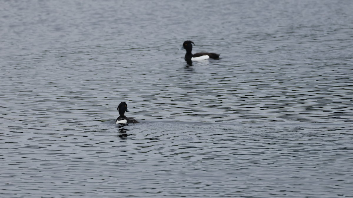 Tufted Duck - ML619475610