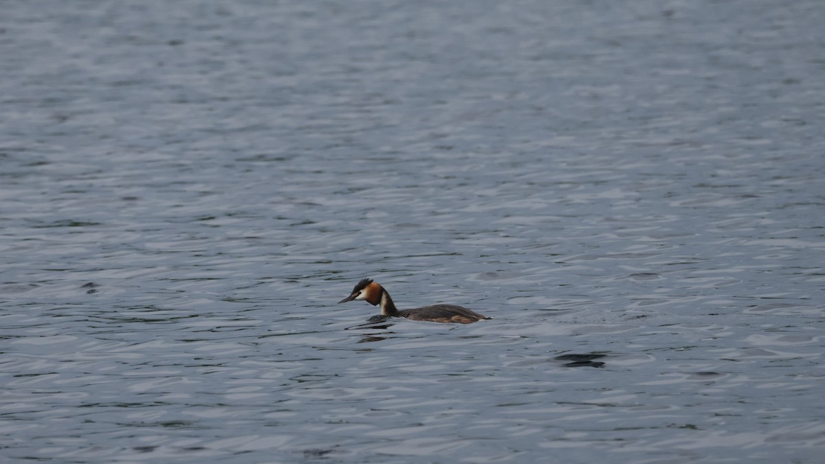 Great Crested Grebe - ML619475619