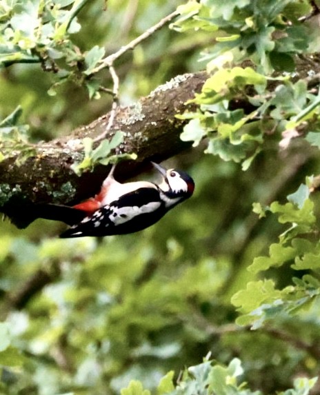 Great Spotted Woodpecker - ML619475647