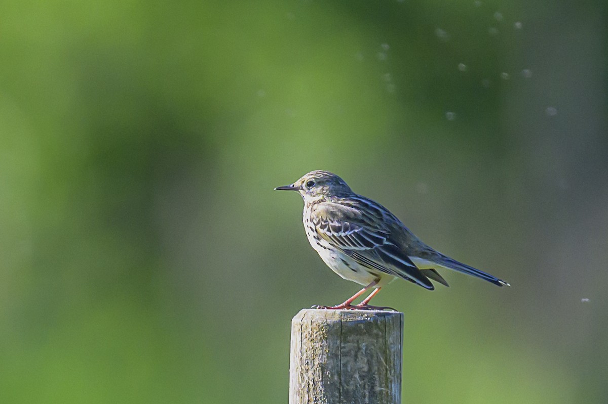 Meadow Pipit - ML619475661