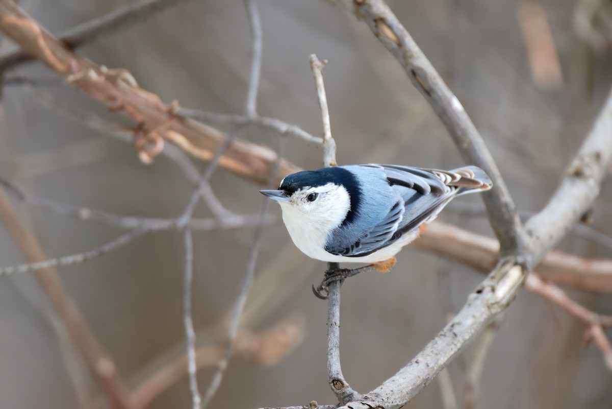 White-breasted Nuthatch - ML619475666