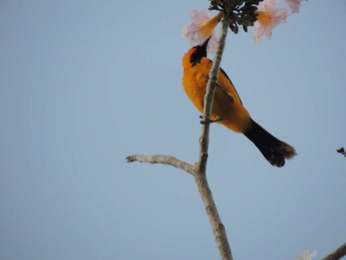 Spot-breasted Oriole - ML619475727