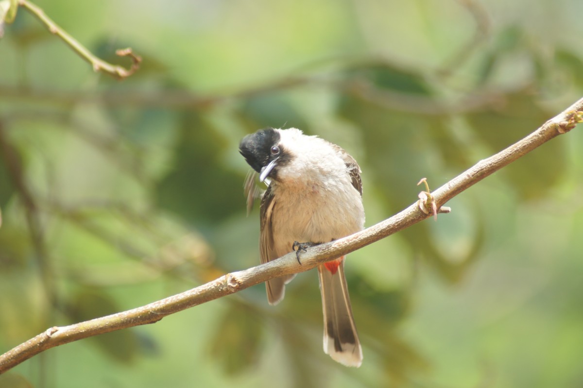 Red-vented Bulbul - ML619475736